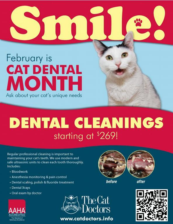 Cat Doctor Tampa FL 33609 8138776369 Cat Boarding